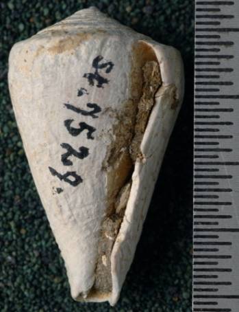RGM.7529.d | Conus odengensis Martin, 1895
