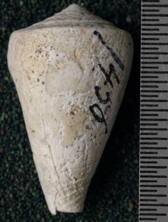 RGM.7529.d | Conus odengensis Martin, 1895