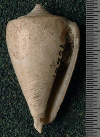 RGM.7526 | Conus odengensis Martin, 1895