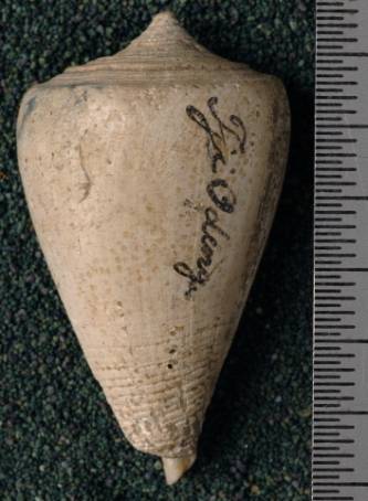 RGM.7526 | Conus odengensis Martin, 1895