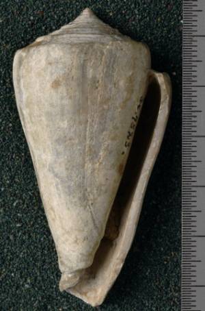RGM.7523.a | Conus odengensis Martin, 1895