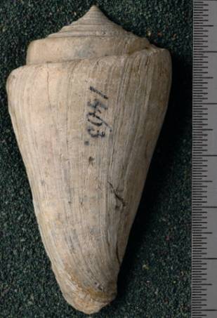 RGM.7523.a | Conus odengensis Martin, 1895