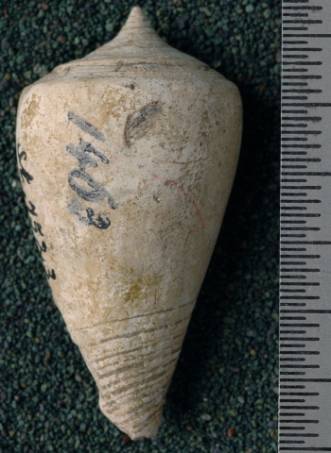 RGM.7523.b | Conus odengensis Martin, 1895