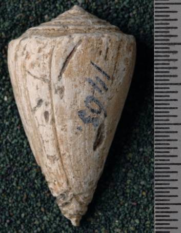 RGM.7523.c | Conus odengensis Martin, 1895