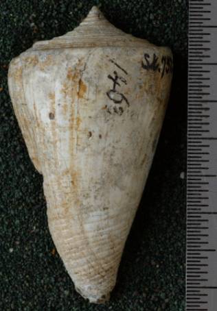 RGM.7522.b | Conus odengensis Martin, 1895