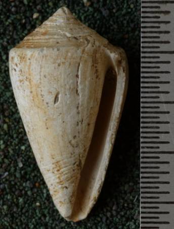 RGM.7522.c | Conus odengensis Martin, 1895