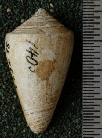 RGM.7522.b | Conus odengensis Martin, 1895