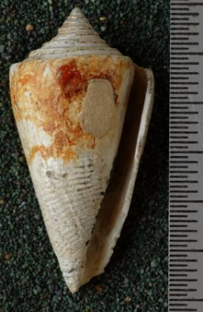 RGM.7522.f | Conus odengensis Martin, 1895