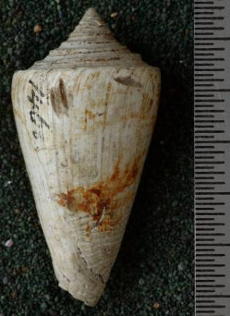 RGM.7522.c | Conus odengensis Martin, 1895