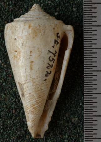 RGM.7522.f | Conus odengensis Martin, 1895