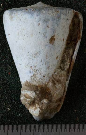 RGM.7532.a | Conus odengensis Martin, 1895