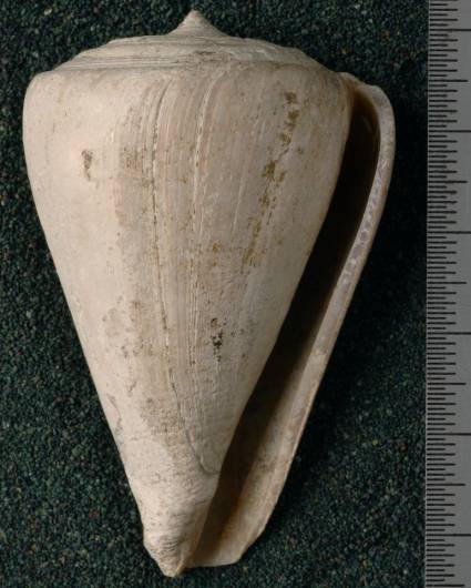RGM.7530.a | Conus odengensis Martin, 1895