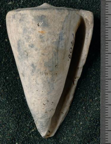RGM.7530.b | Conus odengensis Martin, 1895