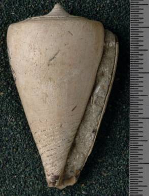 RGM.7539 | Conus odengensis Martin, 1895