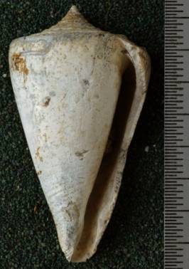 RGM.7522.a | Conus odengensis Martin, 1895