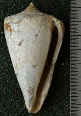 RGM.7529.c | Conus odengensis Martin, 1895