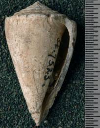 RGM.7523.c | Conus odengensis Martin, 1895