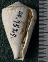 RGM.7529.d | Conus odengensis Martin, 1895