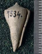 RGM.7534.b | Conus odengensis Martin, 1895