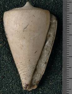 RGM.7539 | Conus odengensis Martin, 1895