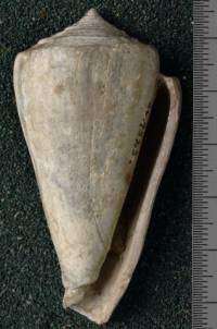 RGM.7523.a | Conus odengensis Martin, 1895