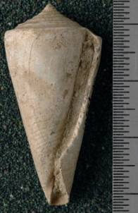 RGM.7536 | Conus odengensis Martin, 1895