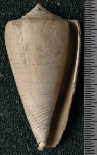 RGM.7534.a | Conus odengensis Martin, 1895