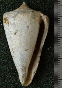 RGM.7522.a | Conus odengensis Martin, 1895