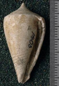 RGM.7523.b | Conus odengensis Martin, 1895