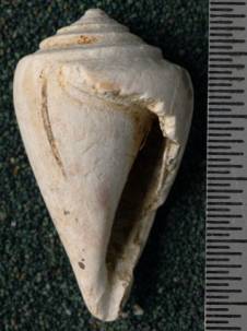 RGM.7529.c | Conus odengensis Martin, 1895