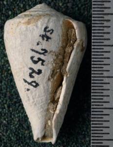 RGM.7529.d | Conus odengensis Martin, 1895