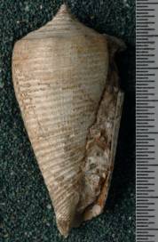 RGM.7424 | Conus ornatissimus Martin, 1882