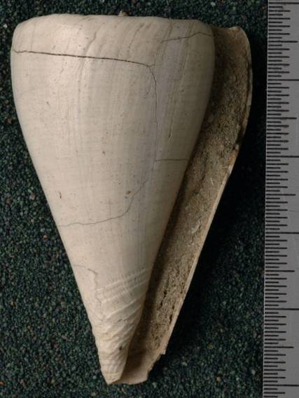 RGM.7550 | Conus pamotanensis Martin, 1906
