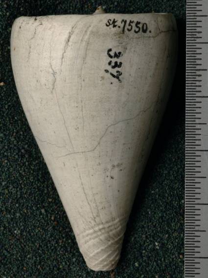 RGM.7550 | Conus pamotanensis Martin, 1906