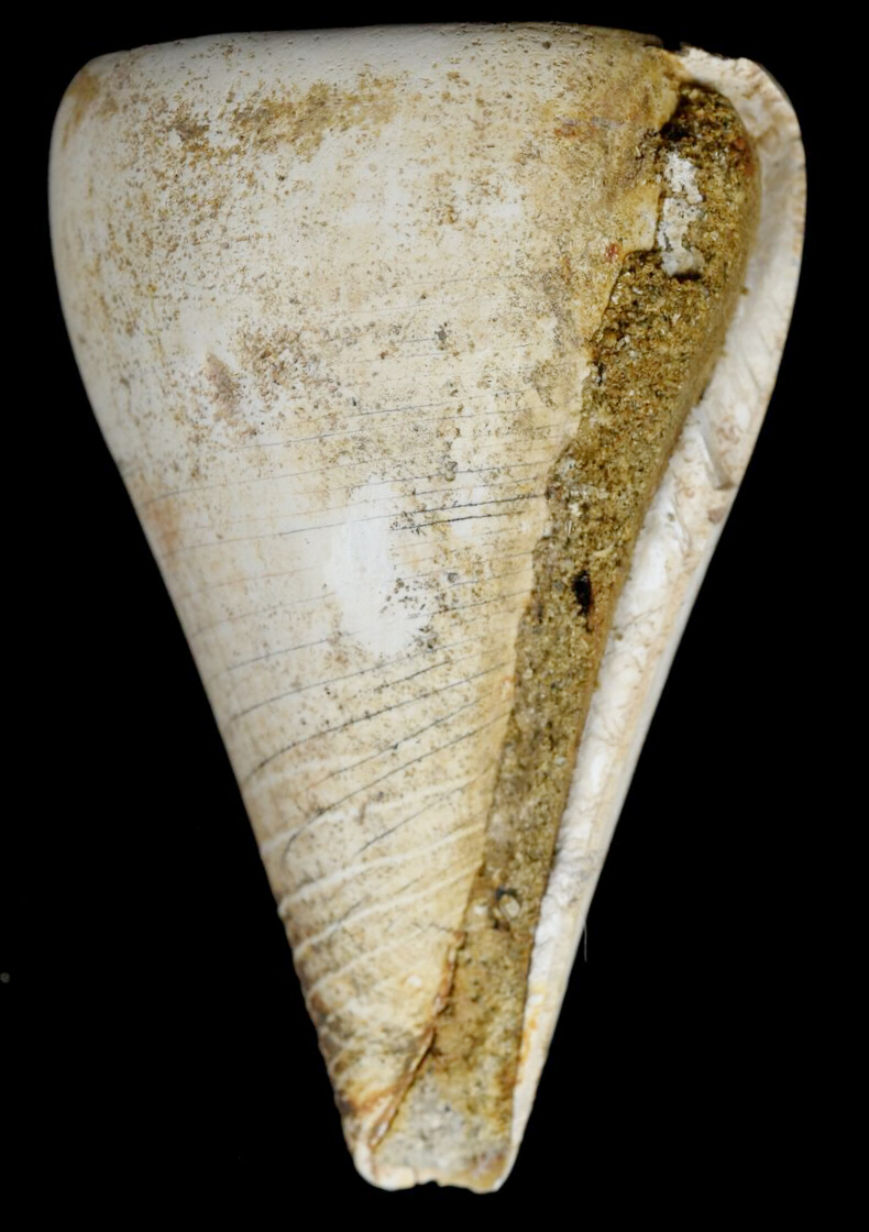 RGM.7550 | Conus pamotanensis Martin, 1906