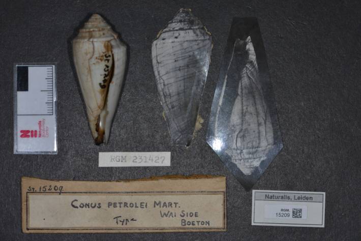 RGM.15209 | Conus petrolei Mart.