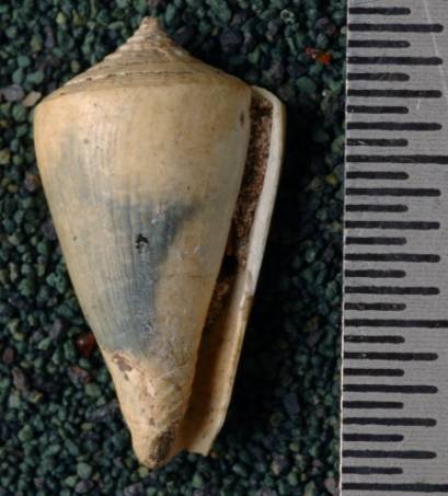 RGM.7562.a | Conus querciniformis Martin, 1885