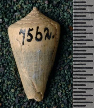 RGM.7562.a | Conus querciniformis Martin, 1885