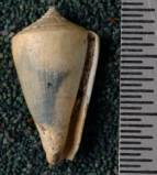 RGM.7562.a | Conus querciniformis Martin, 1885