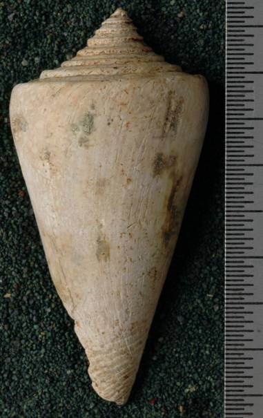RGM.7622 | Conus scalaris Martin, 1879