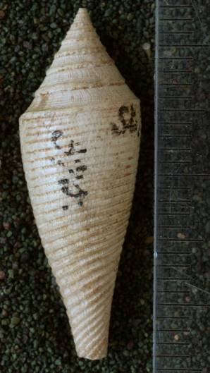 RGM.7447.b | Conus sondeianus Martin, 1895