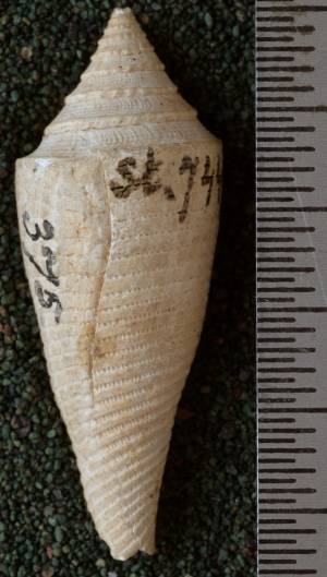 RGM.7449 | Conus sondeianus Martin, 1895