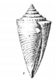 RGM.7447.a | Conus sondeianus Martin, 1895