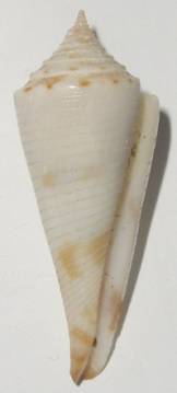 RGM.7448 | Conus sondeianus Martin, 1895