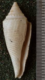 RGM.7449 | Conus sondeianus Martin, 1895