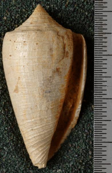 RGM.7650 | Conus sundaicus Pannekoek, 1936