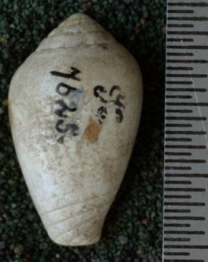 RGM.7625 | Conus tjidamarensis Martin, 1879