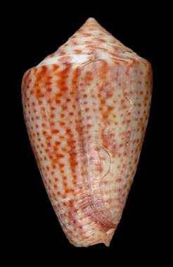 Conus perplexus  Sowerby ii, 1857 Primary Type Image