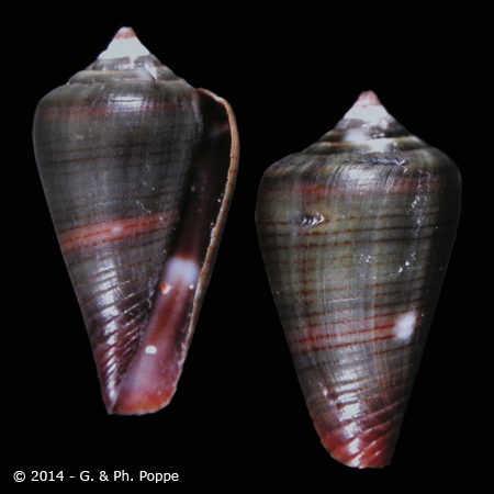Africonus cabraloi