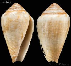 Conus_californicus_holotype.jpg